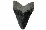 Serrated, Fossil Megalodon Tooth - South Carolina #312087-1